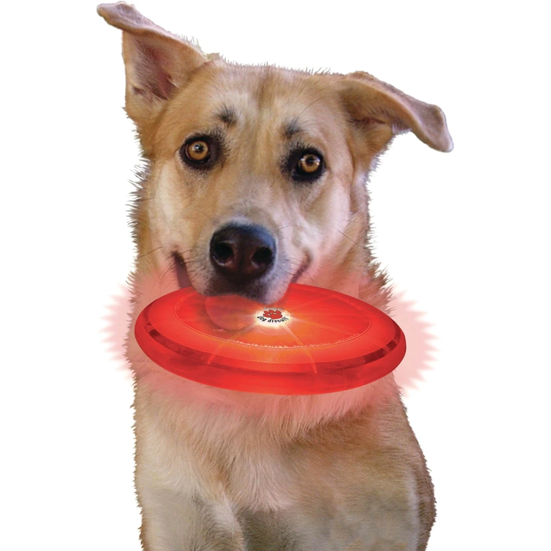 Budget ???? Nite Ize ???? Dog Discuit Disco ???? - Image 2