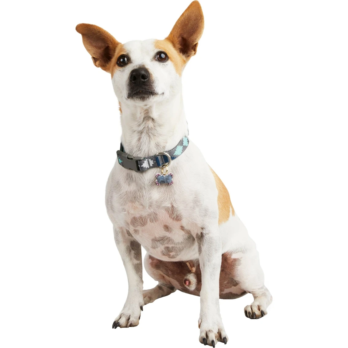 Promo ⭐ Good2Go Cool Desert Vibes ???? Dog Collar ???? - Image 4