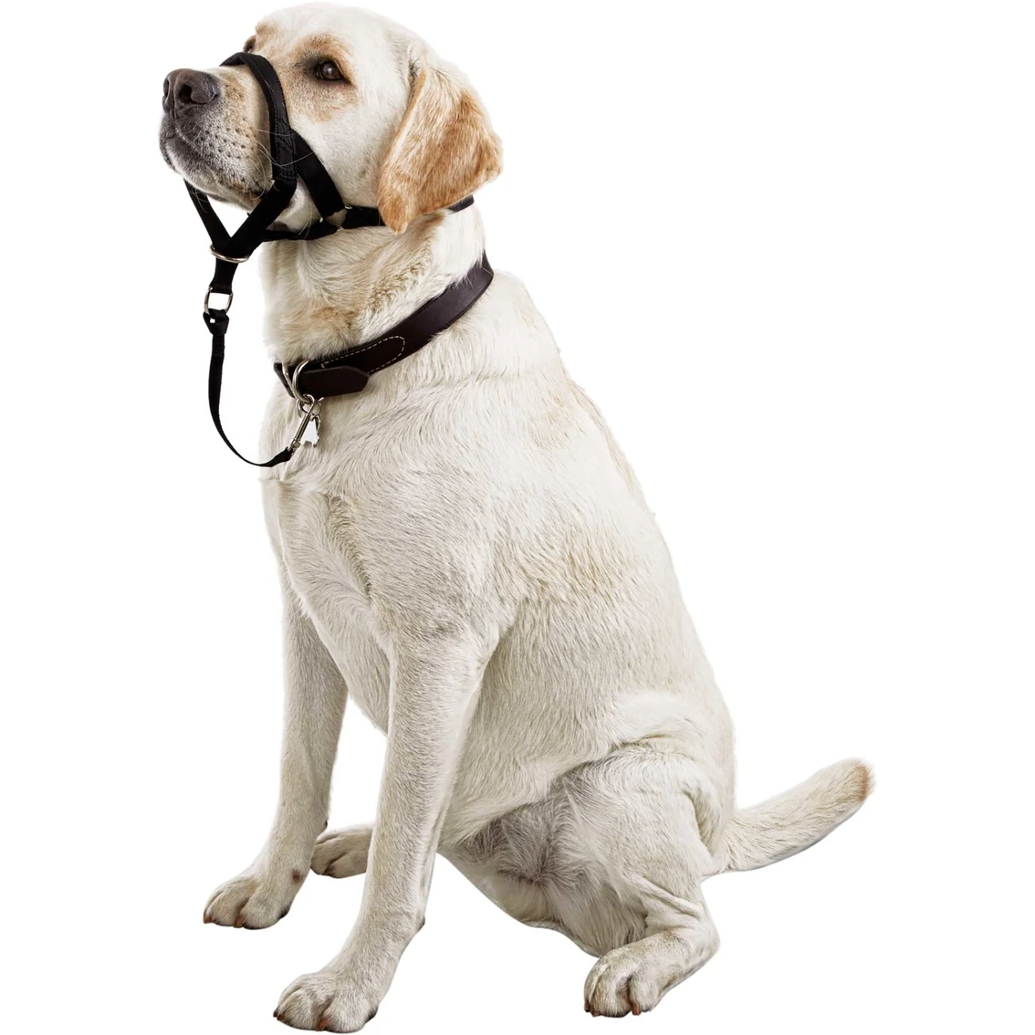 Flash Sale ???? EveryYay Good2Go ???? Dog Head Halter ???? - Image 3