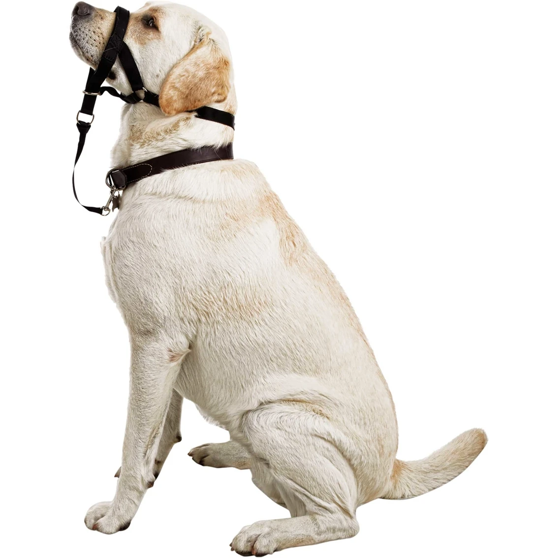 Flash Sale ???? EveryYay Good2Go ???? Dog Head Halter ???? - Image 4