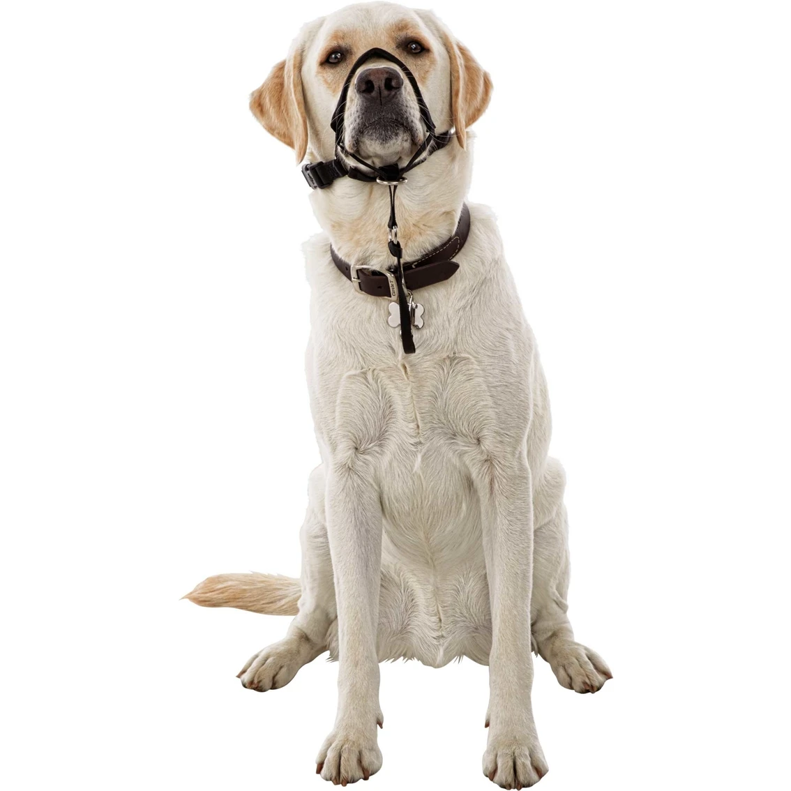 Flash Sale ???? EveryYay Good2Go ???? Dog Head Halter ???? - Image 5