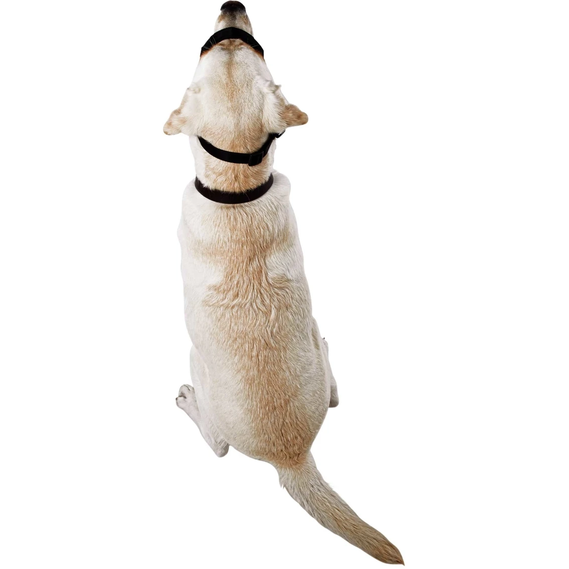 Flash Sale ???? EveryYay Good2Go ???? Dog Head Halter ???? - Image 6