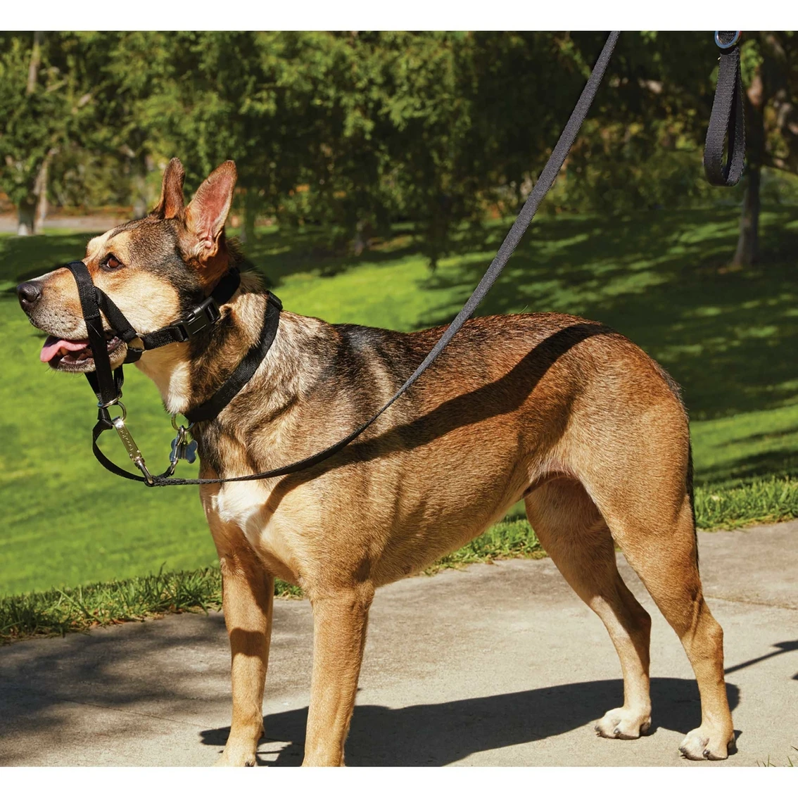 Flash Sale ???? EveryYay Good2Go ???? Dog Head Halter ???? - Image 7