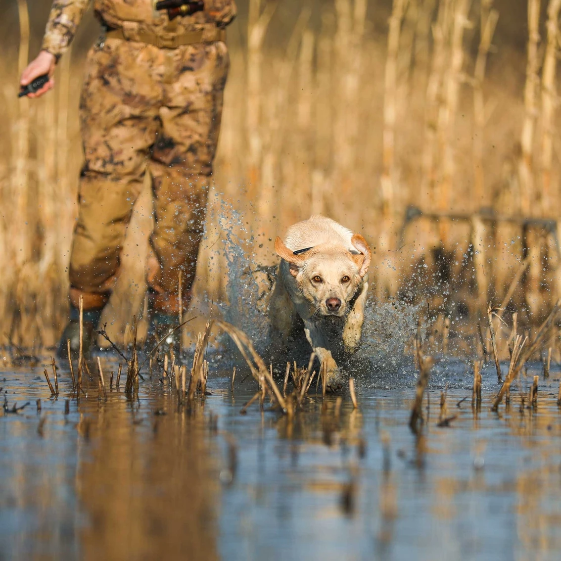 Hot Sale ???? Garmin Delta SE ???? Dog Collar ✔️ - Image 9