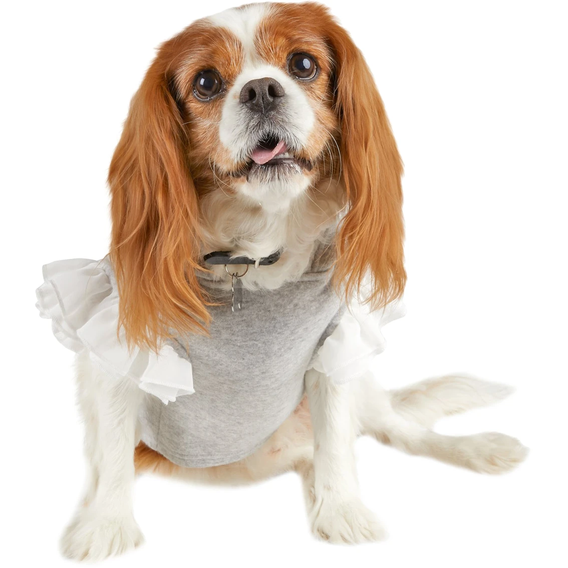 Deals ⭐ Petco Bond And Co. Nap Queen ???? Dog Hoodie ???? - Image 2