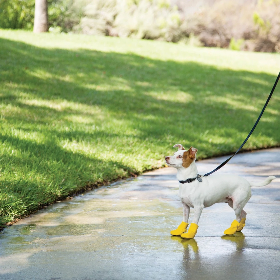 Best Sale ???? Good 2 Go Rain Or Shine Silicone ???? Dog ???? Boots, Yellow ✨ - Image 4
